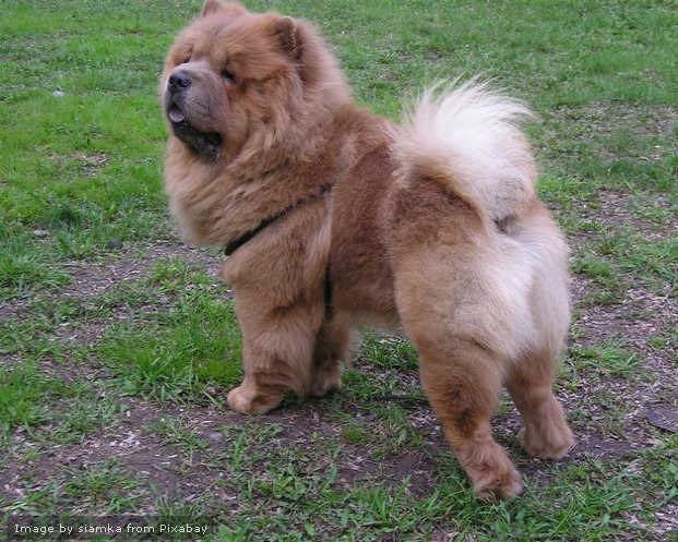 Chow Chow