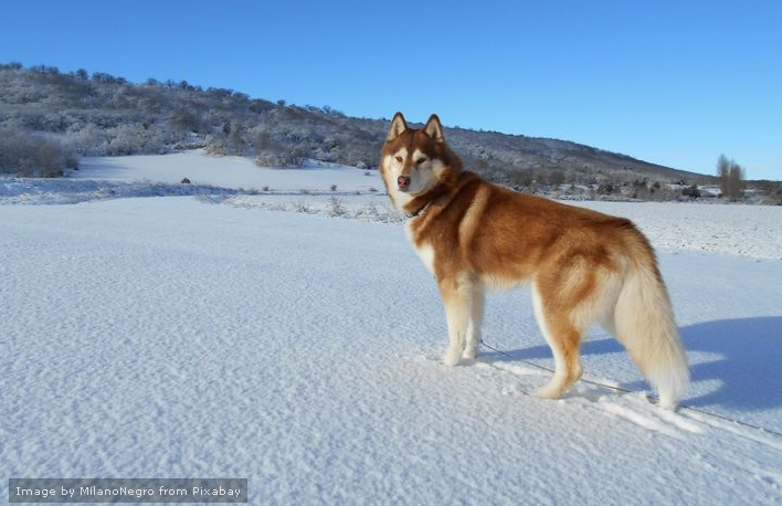 Siberian Husky