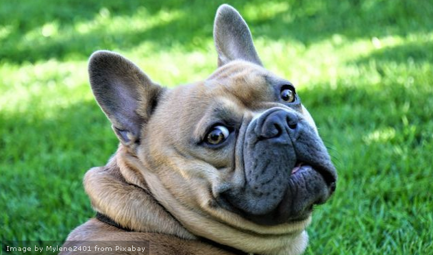 French Bulldog