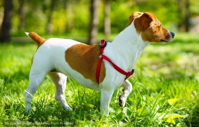 Jack Russell Terrier