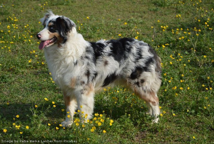 Australian Shepherd