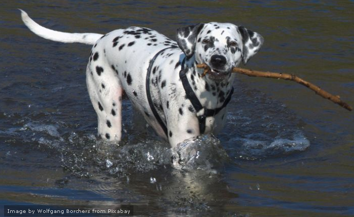 Dalmatian