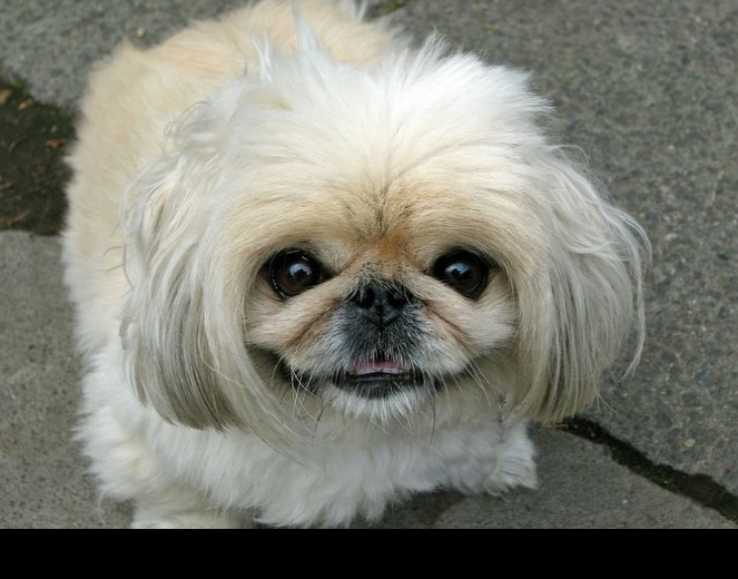 Pekingese