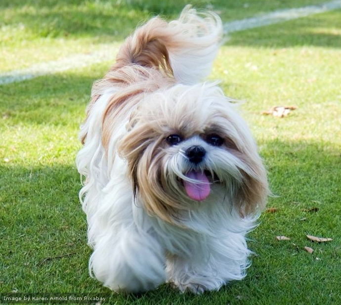 Shih Tzu