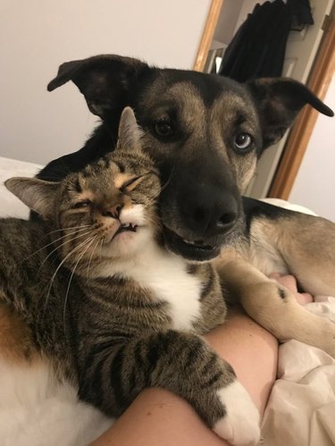 Cat and dog cuddling