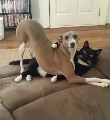 Cat and dog cuddling