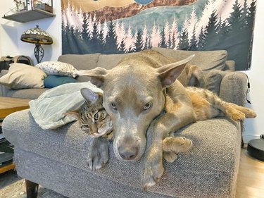 Cat and dog cuddling