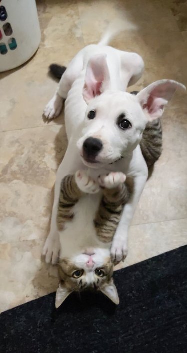 Cat and puppy play fighting