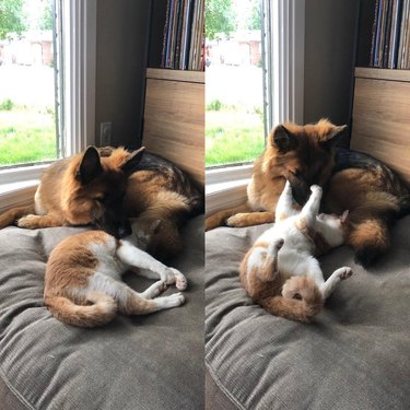 Cat and dog cuddling